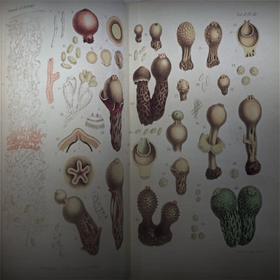 Botany