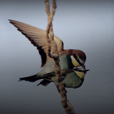 Ornithology