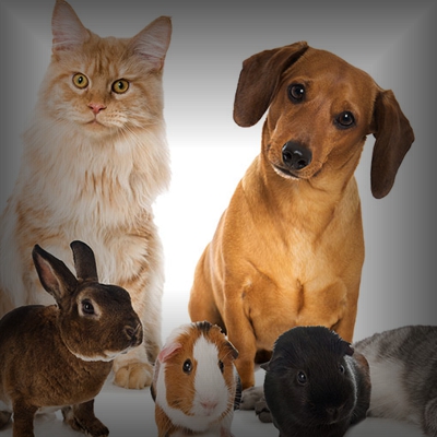 Pets